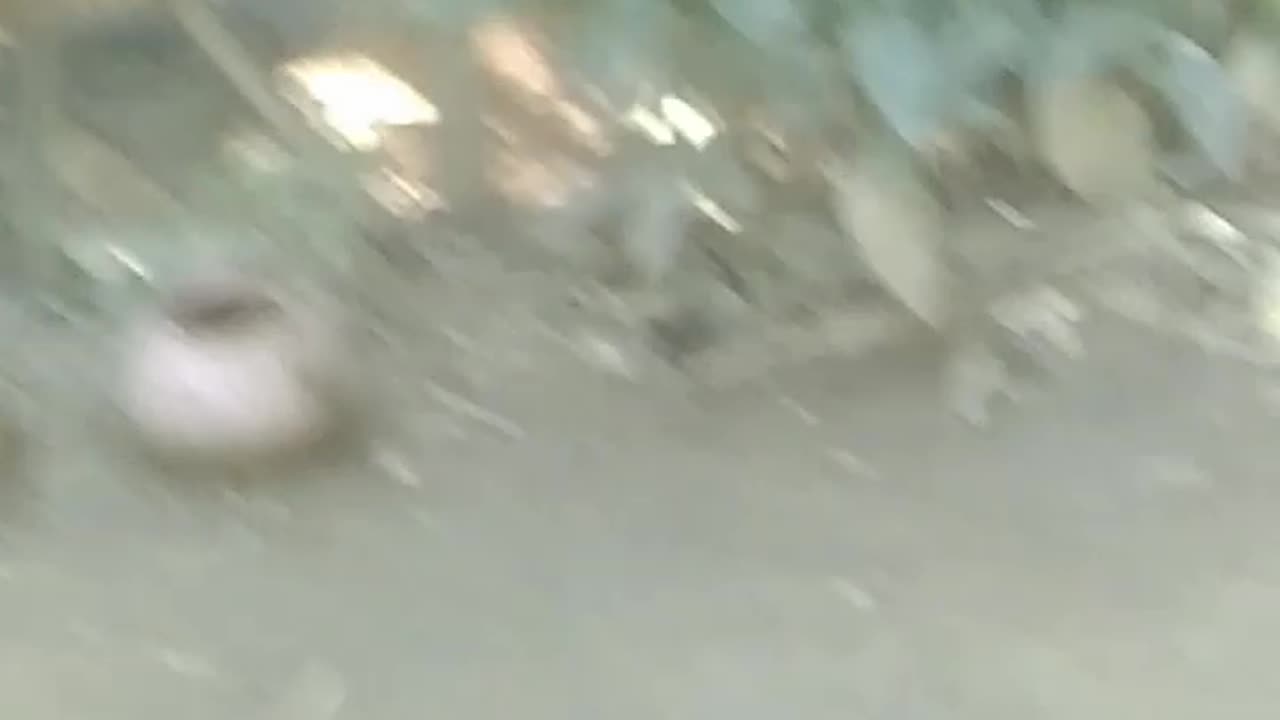 Look at the cat and smile.