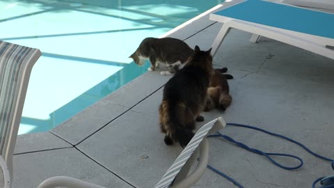 Pool Partay!