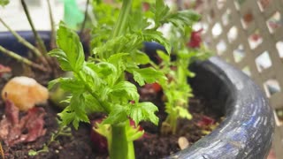 Shone's Thoughts 🌟 Welcome Back! Aware and ready to Roll! #podcast #awareness