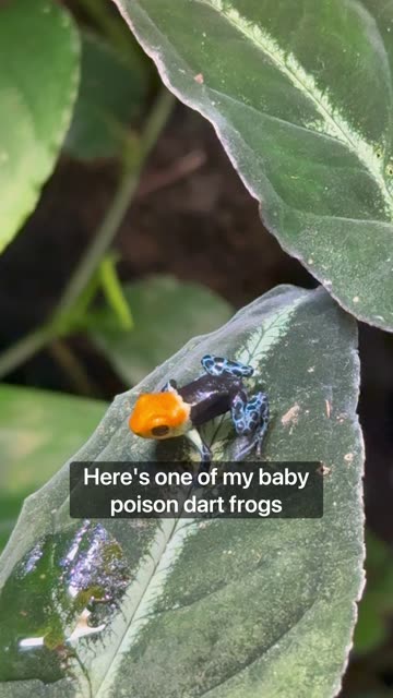 Baby Poison Dart Frog