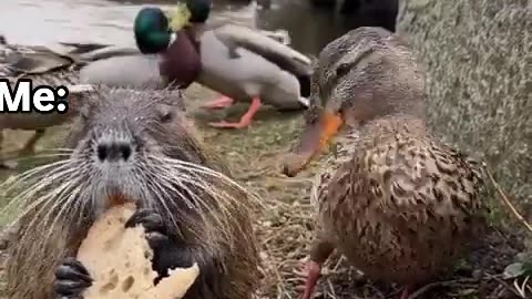 FunnyAnimal_vedios