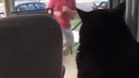 The cat is shocked