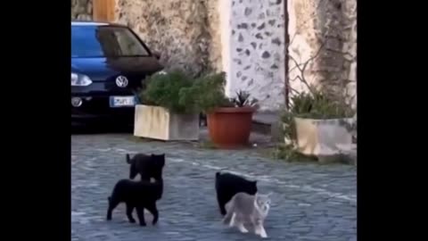 Mafia Boss Cat 🐱