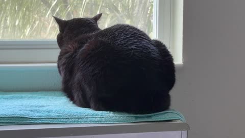 Cute Precious Piper Loves to Look Out of Her Spa Window - My Adopted Shelter Cat Vlog