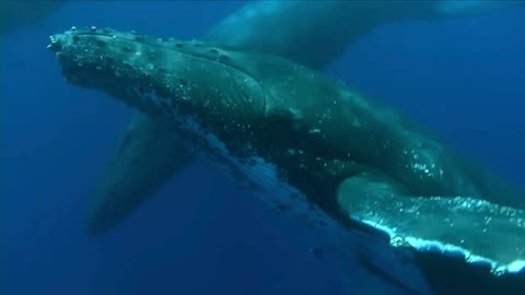 The incredible sound of whales