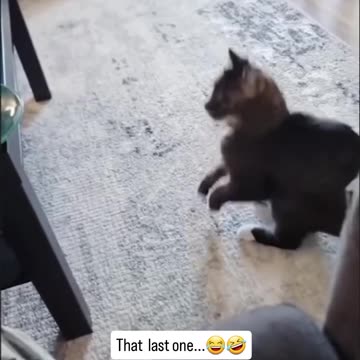 funnycat😂😂🐱