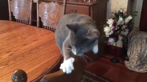 Funny Cat Talking Voice Over Playing Climbing On Chair | Funny Cats Videos 2019