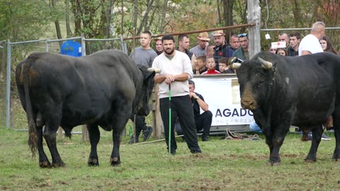 Garinča od Trake i Bukve vs Garo od Radića Bronzani Majdan 2025