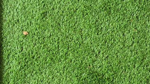 A selection of the days blooms