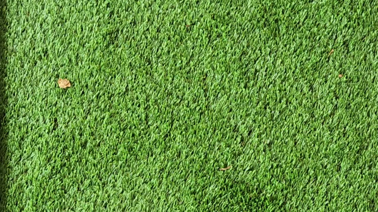 A selection of the days blooms