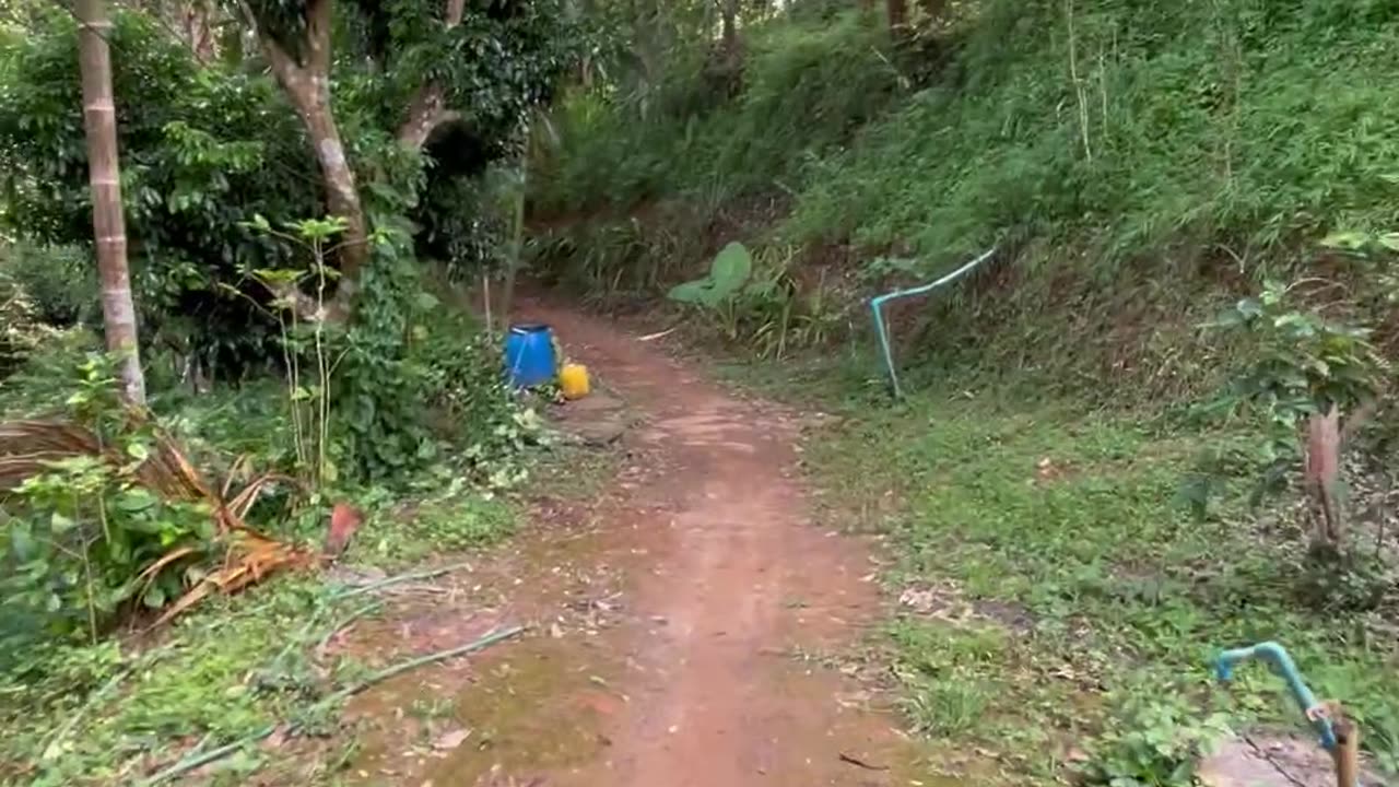 Two months volunteering on a coffee farm in Chiang Rai with the Lahu community - Part 1