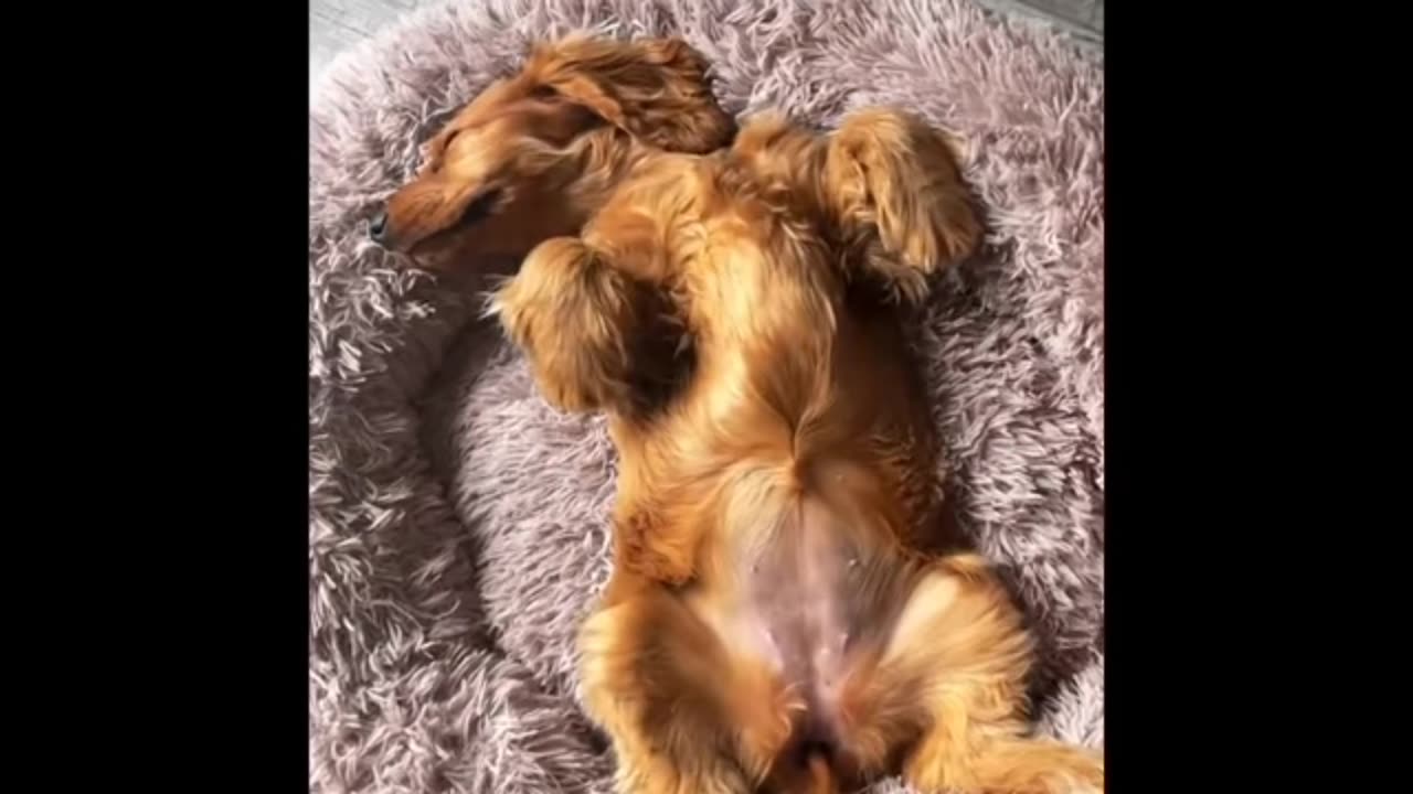 Dog sleeping cyut fanny video