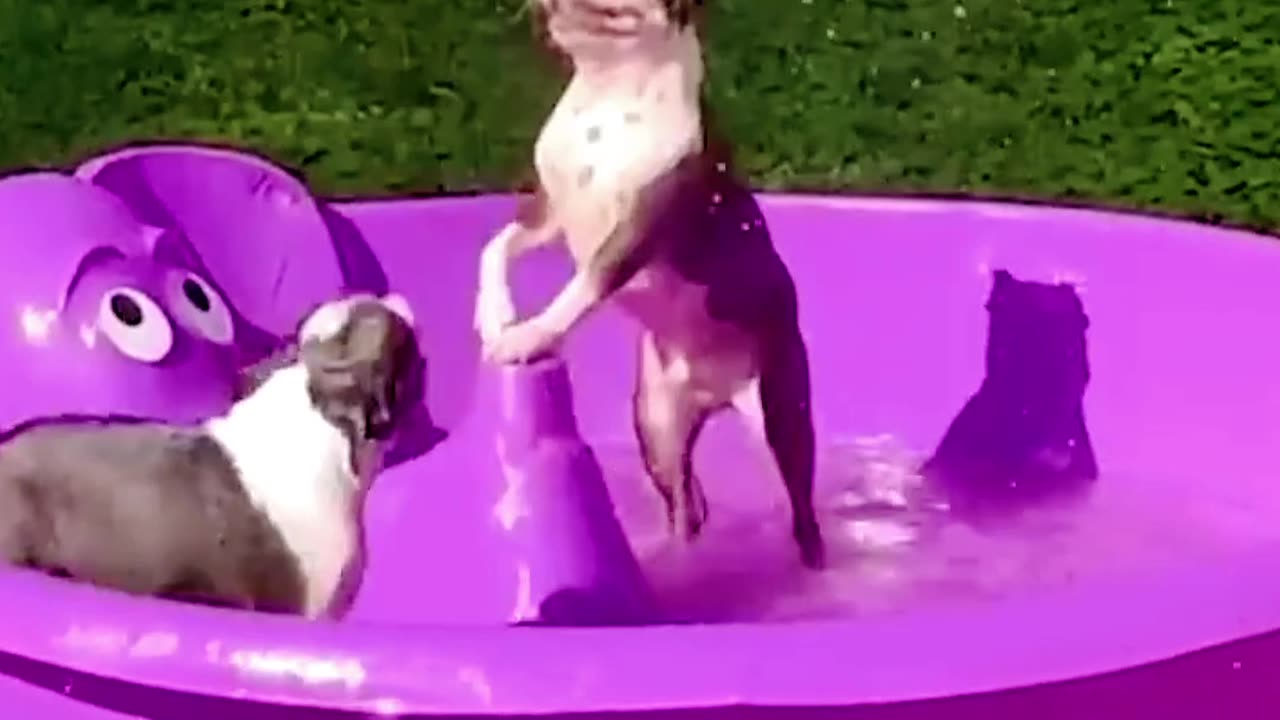 Happy dog videos 🐕😂🐶