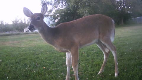 Fawn under the apple tree