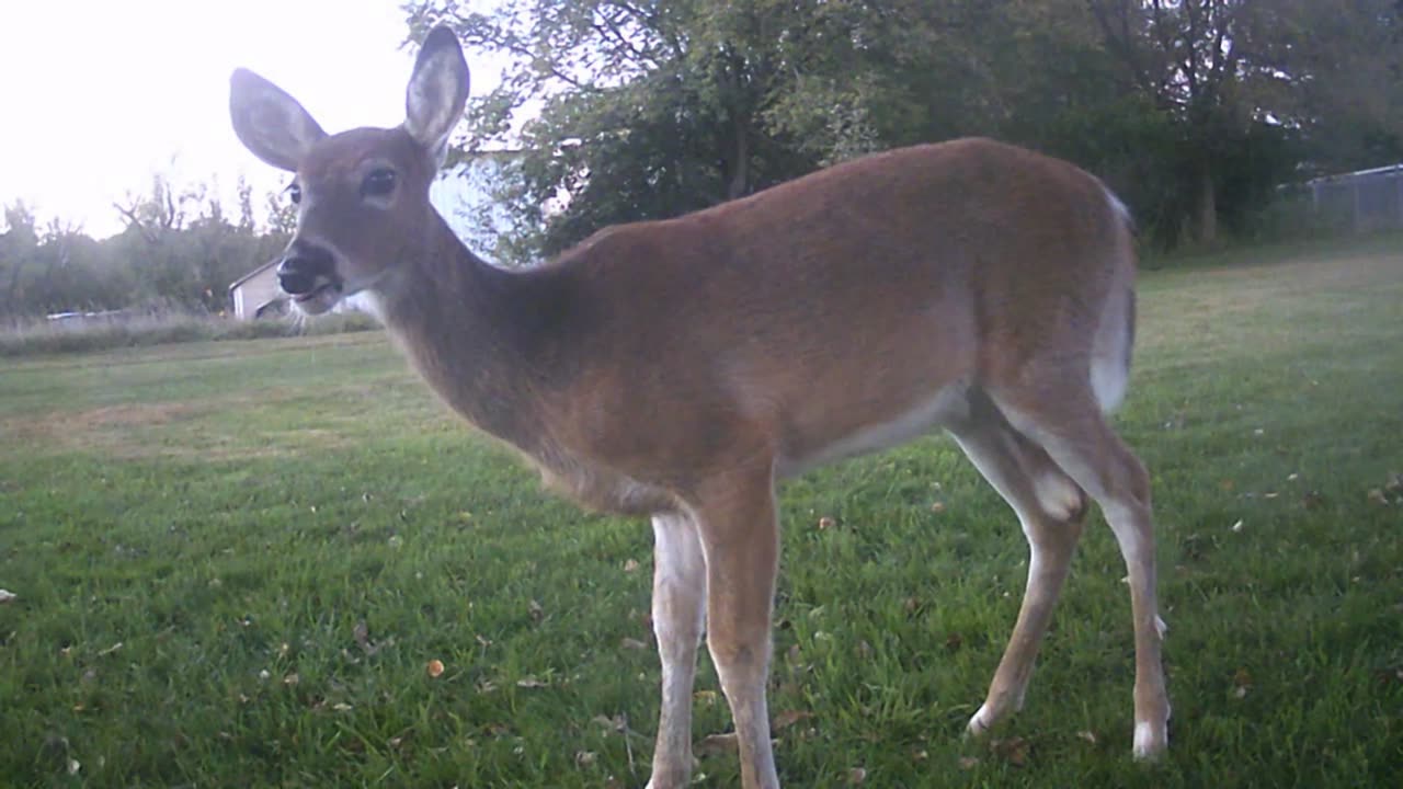 Fawn under the apple tree