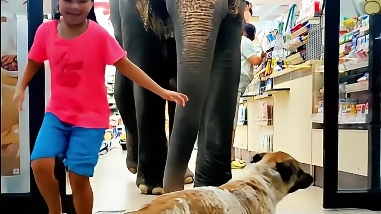 ELEPHANT in 7-Eleven #aivideo