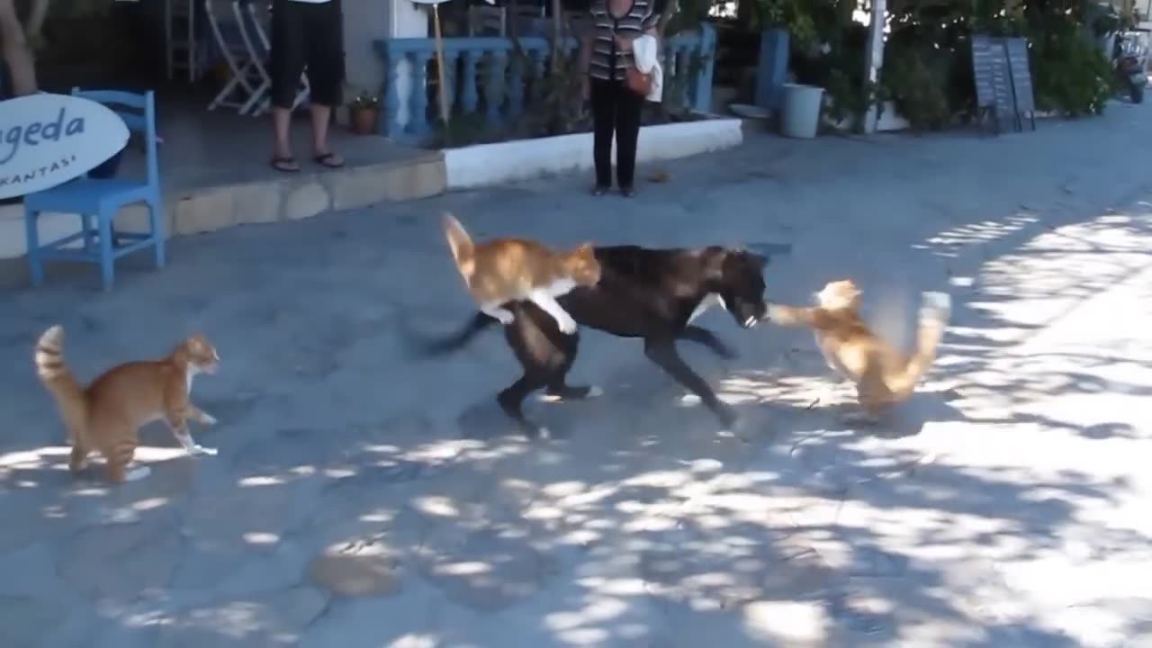 Canine and nasty squabble