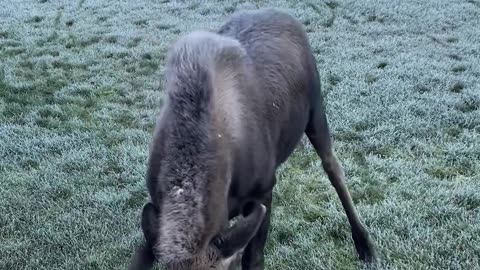 Baby Moose Is Over Halloween Decorations