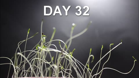 Dill Seeds Growing in 50 day Time Lapse