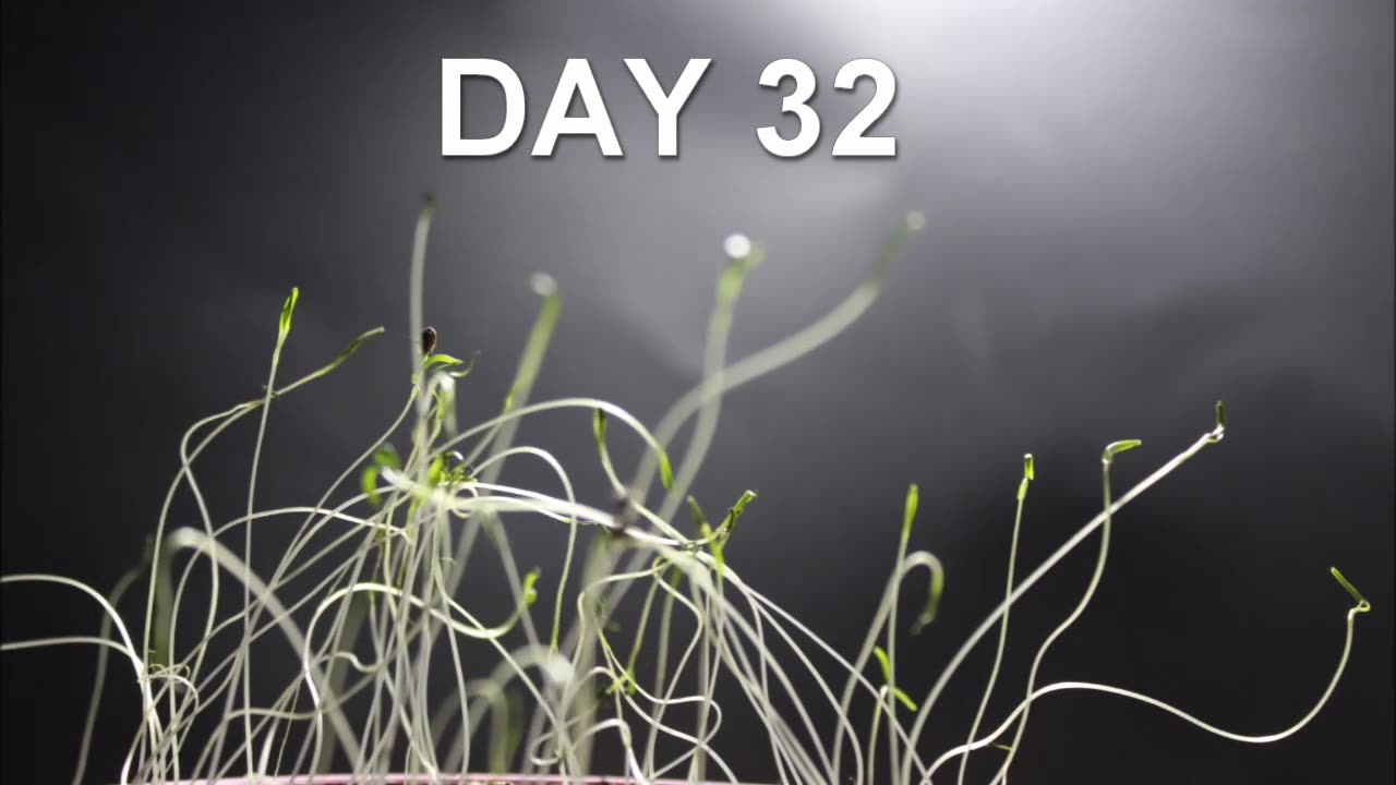 Dill Seeds Growing in 50 day Time Lapse