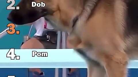 Slime Dog vs Electric Cat Extreme Fight