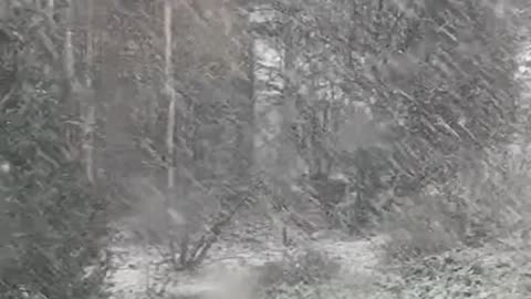 Santa’s Backup Reindeer Late for Flying Class