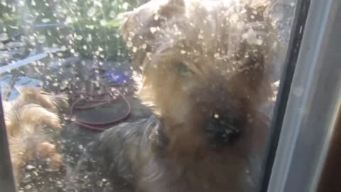 Batman and Chewy, Peeping TOMS!!!! #funnydogs #yorkies