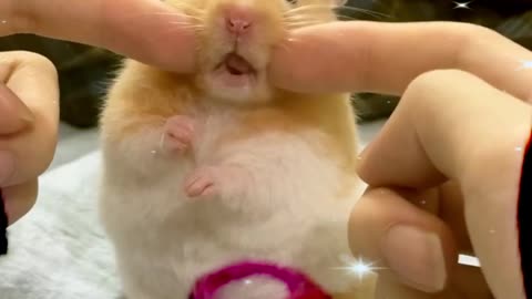 🐹💖 CUTEST Hamster Moments Ever! 🐾🥰 #HamsterDaily #CuteHamster