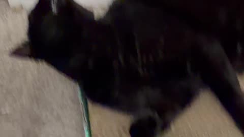 Cute Precious Piper Relaxes on Her Tuffet - My Adopted Shelter Cat Vlog. #shorts