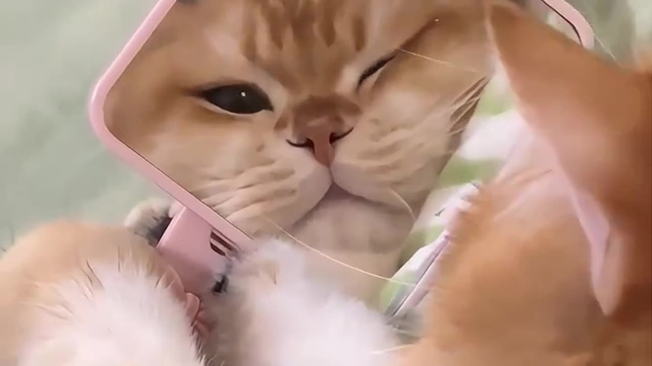Funny Animals