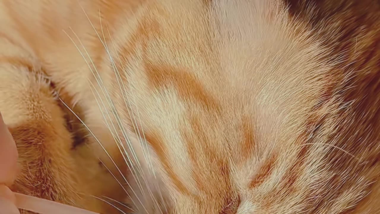 Sleeping cat sound