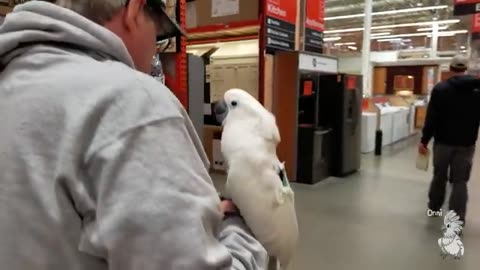 Onni visits Home Depot and More!! What's In His Giant Box_ (Birdy Vlog 6 ... LOT'S of Onni)