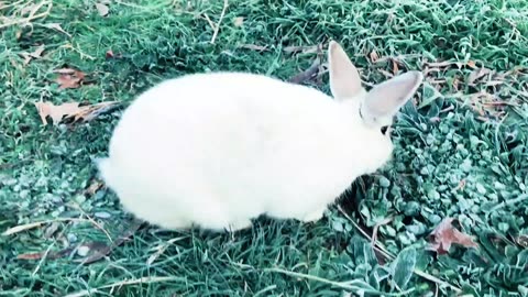 Cute Rabbit Eating Grass | Rabbit Sounds | Rabbit Eating Carrot. #RabbitEating #RabbitLovers