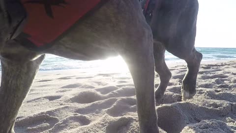 MORNINGS AT BEACH WITH CANE CORSO