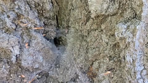 Funnel Web Spider