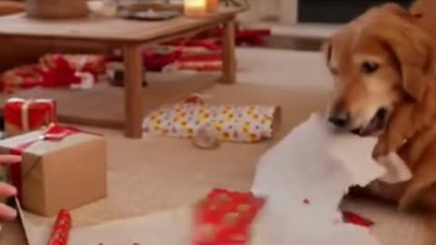 🐶🎁 My Dog CRACKED the Craft Paper… And Found His Christmas Surprise 😂✨