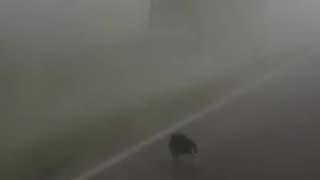 Trending: 'Come Here, Doggy!': Storm Chasers Save Dog Caught In Oklahoma Tornado