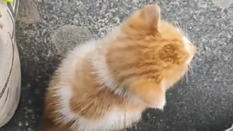 Little Kitten 🐱 The Cute Pet's Debut Plan 🐾