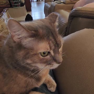 Morning with the Kitty's