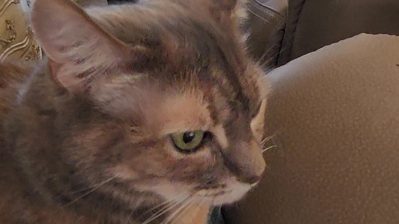 Morning with the Kitty's