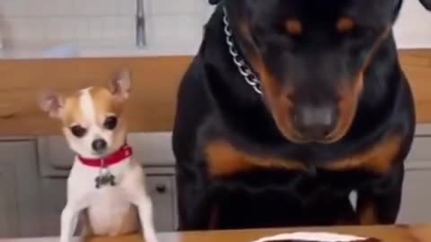 That poor Rottie looks so confused