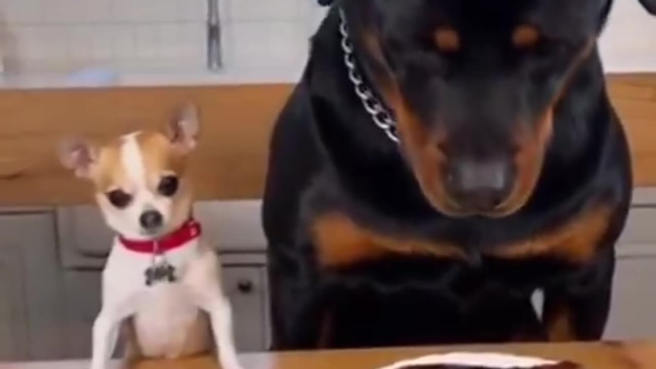 That poor Rottie looks so confused