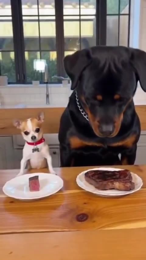 That poor Rottie looks so confused