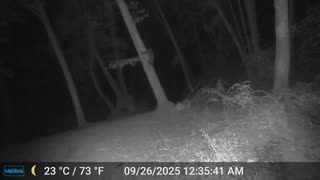 Bear Cub Up a Tree While Mama Protects
