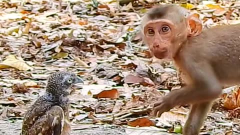How funny monkey Roy stone reaction baby owl
