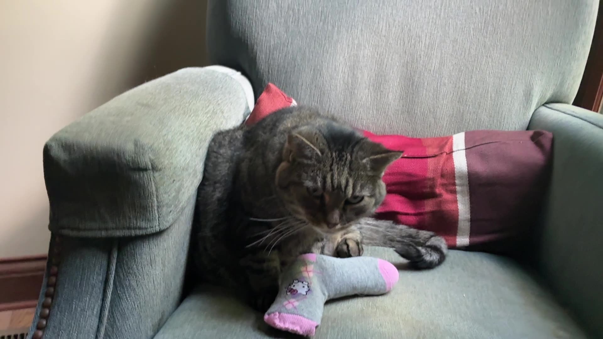 September 25, 2025 - A New Handmade Toy for Belle Bells The Cat