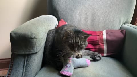 September 25, 2025 - A New Handmade Toy for Belle Bells The Cat