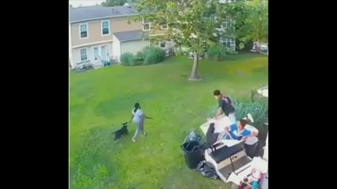 Funniest Cats and Dogs Vidoes