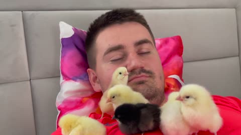 Baby Chicks Sleeping on My Chest