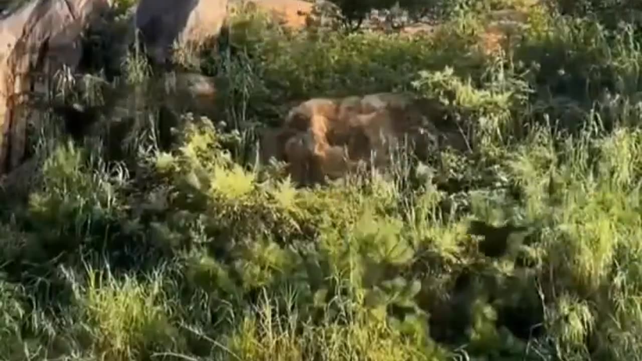 Chicken, did you guys fly... 🐓😅